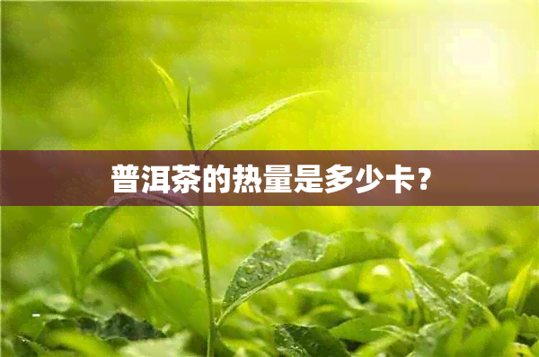 普洱茶的热量是多少卡？