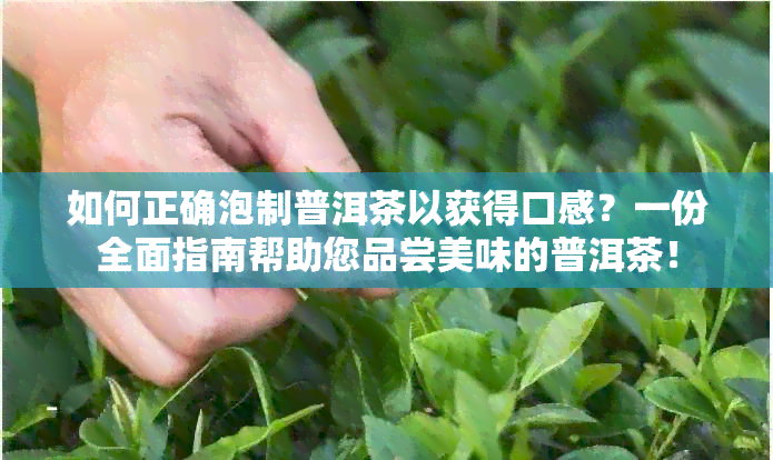 如何正确泡制普洱茶以获得口感？一份全面指南帮助您品尝美味的普洱茶！