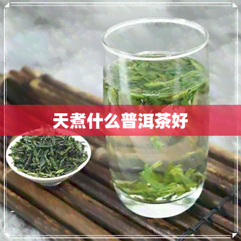 天煮什么普洱茶好