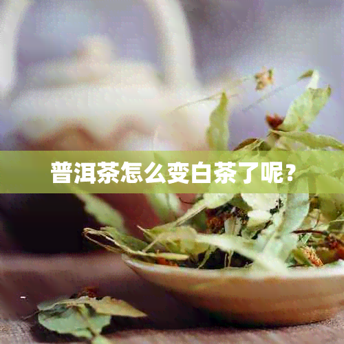 普洱茶怎么变白茶了呢？