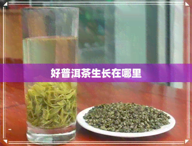 好普洱茶生长在哪里