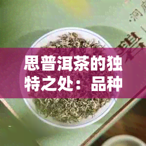 思普洱茶的独特之处：品种、产地、制作工艺与口感全方位解析