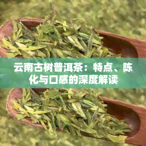 云南古树普洱茶：特点、陈化与口感的深度解读