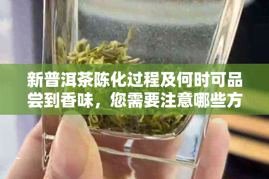 新普洱茶陈化过程及何时可品尝到香味，您需要注意哪些方面？