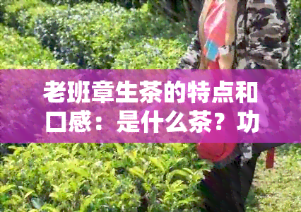 老班章生茶的特点和口感：是什么茶？功效与作用有哪些？怎么样？