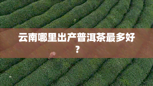 云南哪里出产普洱茶最多好？