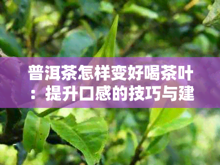 普洱茶怎样变好喝茶叶：提升口感的技巧与建议