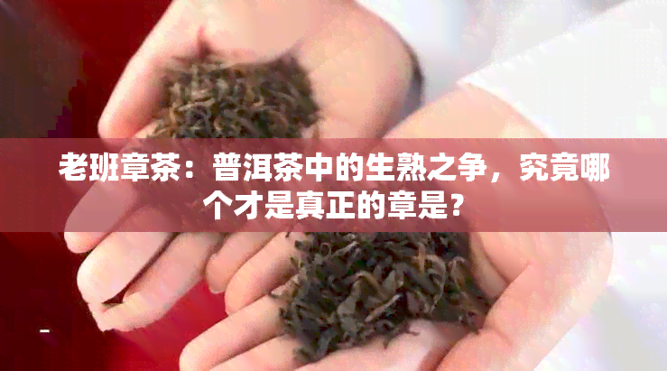 老班章茶：普洱茶中的生熟之争，究竟哪个才是真正的章是？