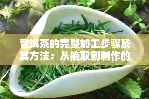 普洱茶的完整加工步骤及其方法：从摘取到制作的每个关键环节。