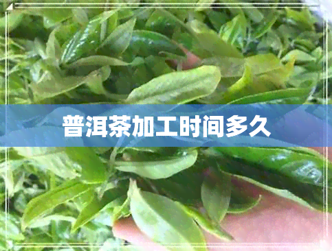 普洱茶加工时间多久