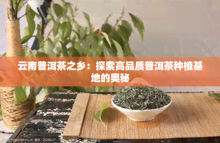 云南普洱茶之乡：探索高品质普洱茶种植基地的奥秘