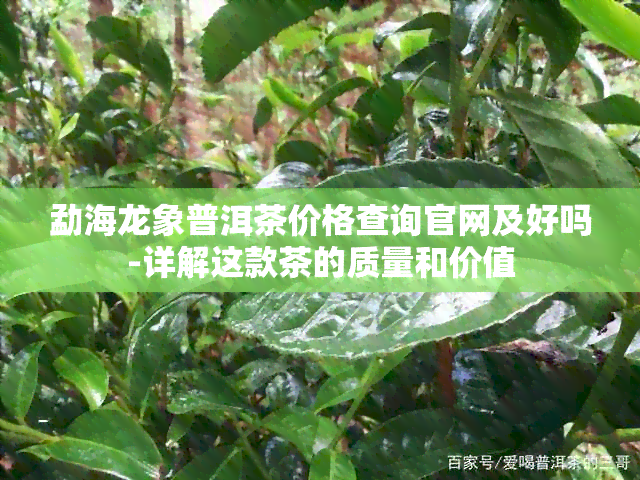 勐海龙象普洱茶价格查询官网及好吗-详解这款茶的质量和价值