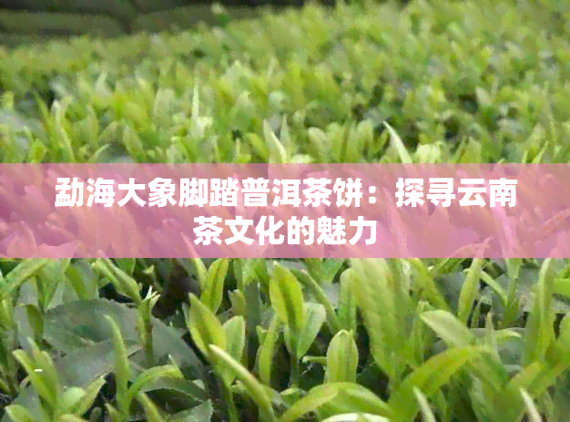 勐海大象脚踏普洱茶饼：探寻云南茶文化的魅力