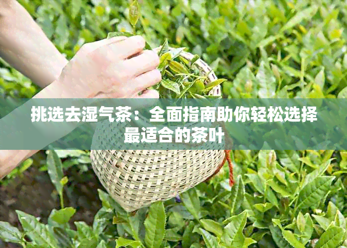 挑选去湿气茶：全面指南助你轻松选择最适合的茶叶