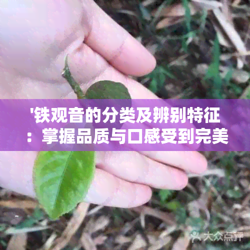 '铁观音的分类及辨别特征：掌握品质与口感受到完美茶艺体验'