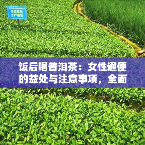 饭后喝普洱茶：女性通便的益处与注意事项，全面解答您的疑问