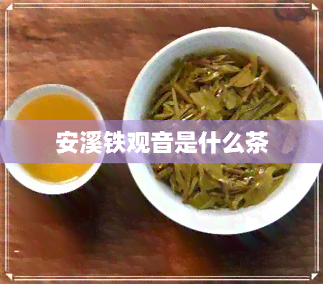 安溪铁观音是什么茶