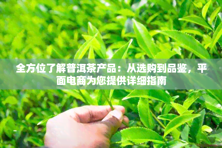 全方位了解普洱茶产品：从选购到品鉴，平面电商为您提供详细指南