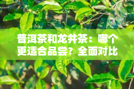 普洱茶和龙井茶：哪个更适合品尝？全面对比分析与推荐