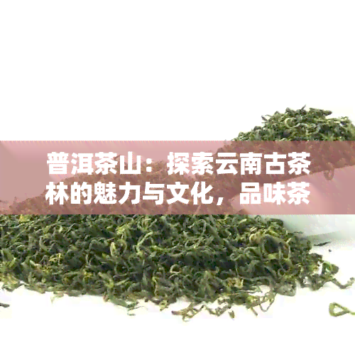 普洱茶山：探索云南古茶林的魅力与文化，品味茶叶的独特风味