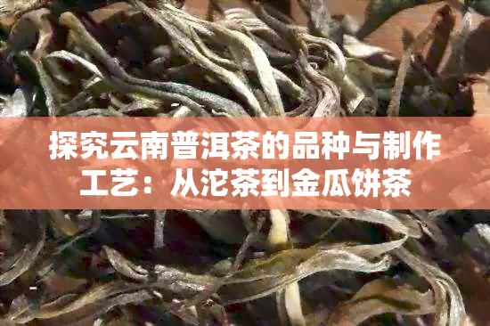 探究云南普洱茶的品种与制作工艺：从沱茶到金瓜饼茶