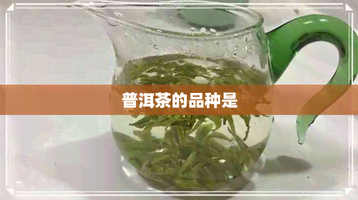 普洱茶的品种是