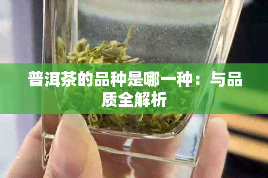 普洱茶的品种是哪一种：与品质全解析