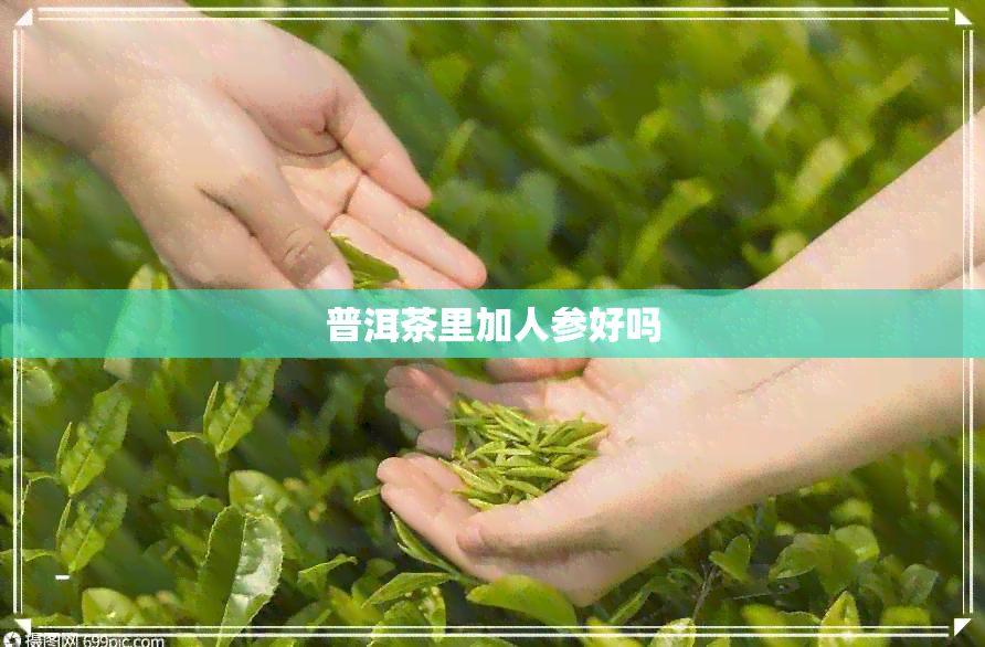 普洱茶里加人参好吗