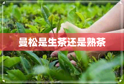 曼松是生茶还是熟茶