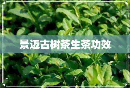 景迈古树茶生茶功效