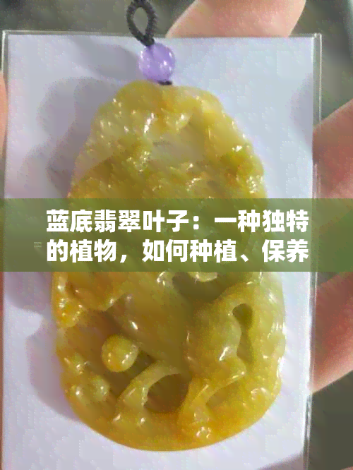 蓝底翡翠叶子：一种独特的植物，如何种植、保养与欣赏？