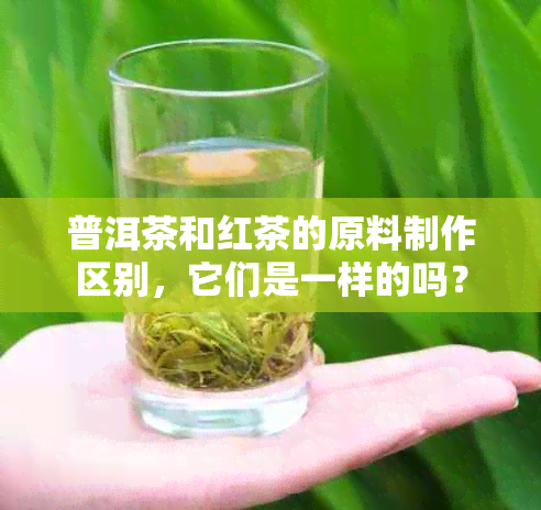 普洱茶和红茶的原料制作区别，它们是一样的吗？