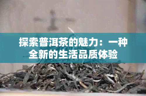 探索普洱茶的魅力：一种全新的生活品质体验