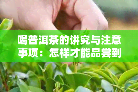 喝普洱茶的讲究与注意事项：怎样才能品尝到普洱茶的口感？