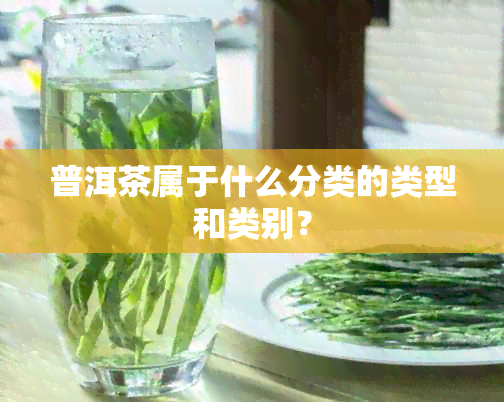 普洱茶属于什么分类的类型和类别？