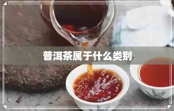 普洱茶属于什么类别