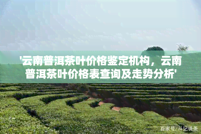 '云南普洱茶叶价格鉴定机构，云南普洱茶叶价格表查询及走势分析'