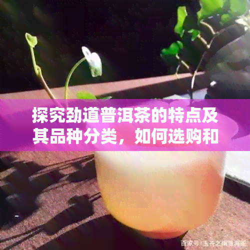 探究劲道普洱茶的特点及其品种分类，如何选购和品鉴？