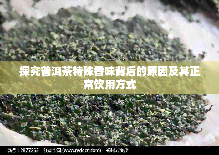 探究普洱茶特殊香味背后的原因及其正常饮用方式