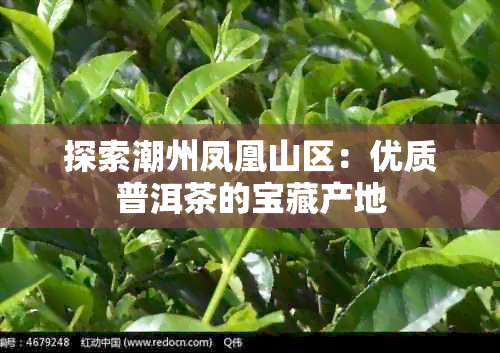 探索潮州凤凰山区：优质普洱茶的宝藏产地