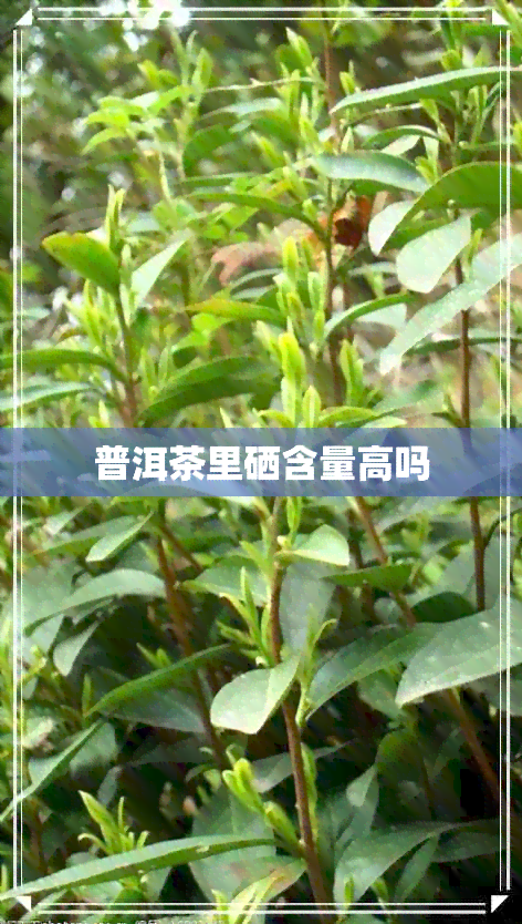 普洱茶里硒含量高吗