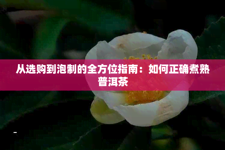 从选购到泡制的全方位指南：如何正确煮熟普洱茶