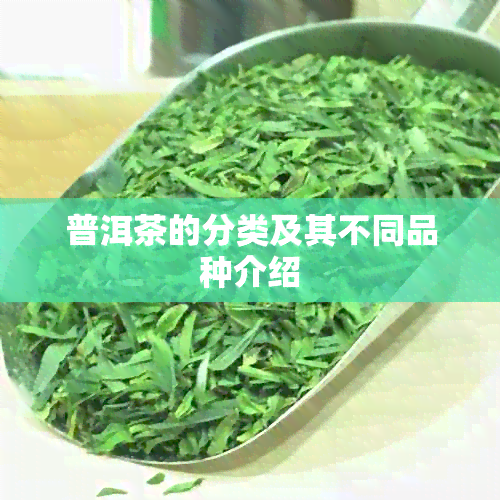 普洱茶的分类及其不同品种介绍