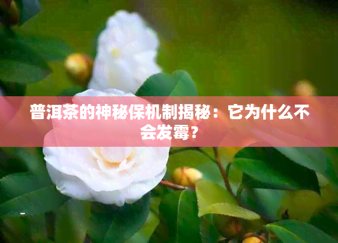 普洱茶的神秘保机制揭秘：它为什么不会发霉？