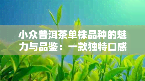 小众普洱茶单株品种的魅力与品鉴：一款独特口感的普洱茶怎么样？