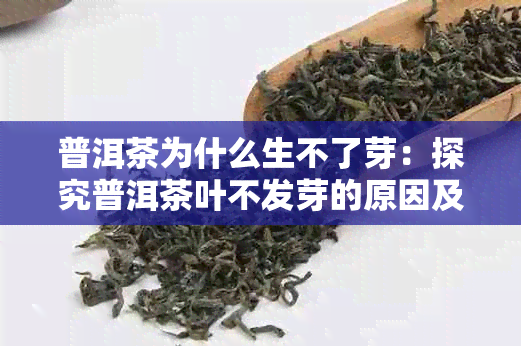 普洱茶为什么生不了芽：探究普洱茶叶不发芽的原因及保技巧