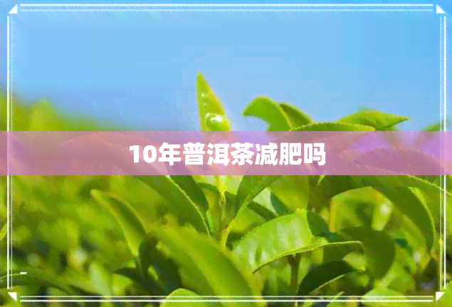 10年普洱茶减肥吗