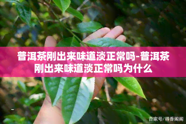 普洱茶刚出来味道淡正常吗-普洱茶刚出来味道淡正常吗为什么