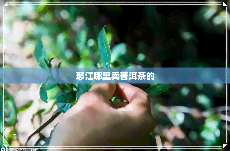 怒江哪里卖普洱茶的