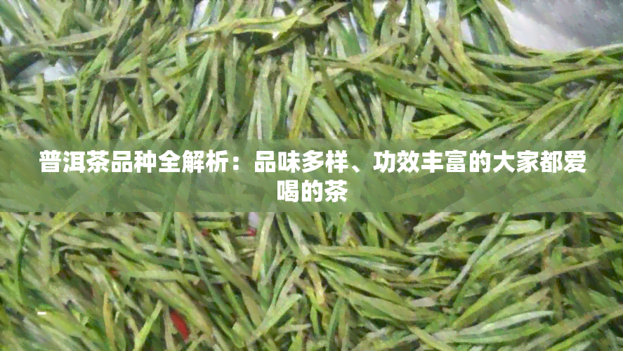 普洱茶品种全解析：品味多样、功效丰富的大家都爱喝的茶